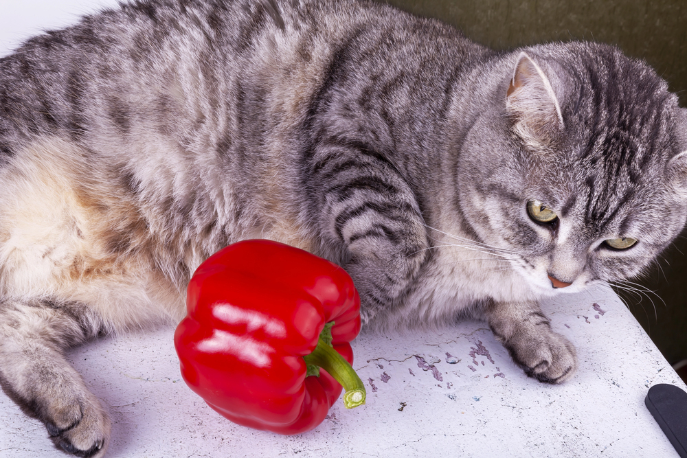 alimentos pericolosos para gatos