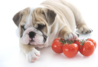 alimentos pericolosos para perros