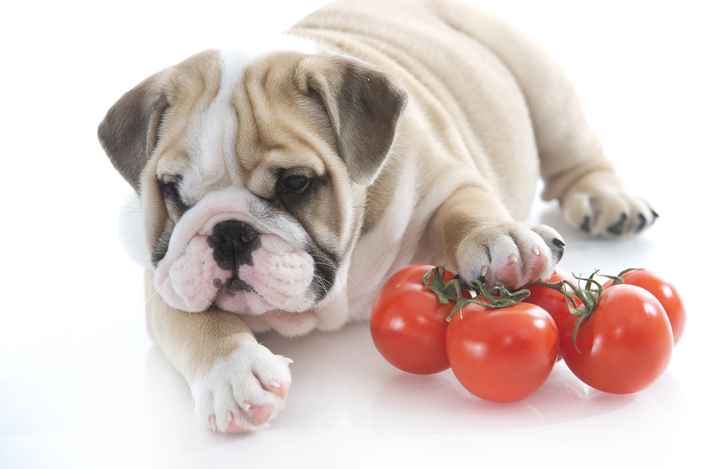 alimentos pericolosos para perros