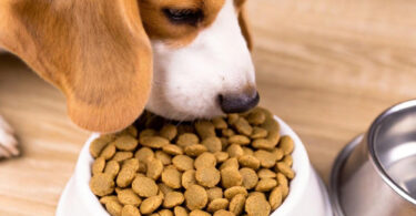 cambio de comida pienso perro