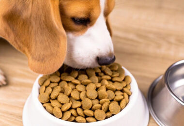 cambio de comida pienso perro