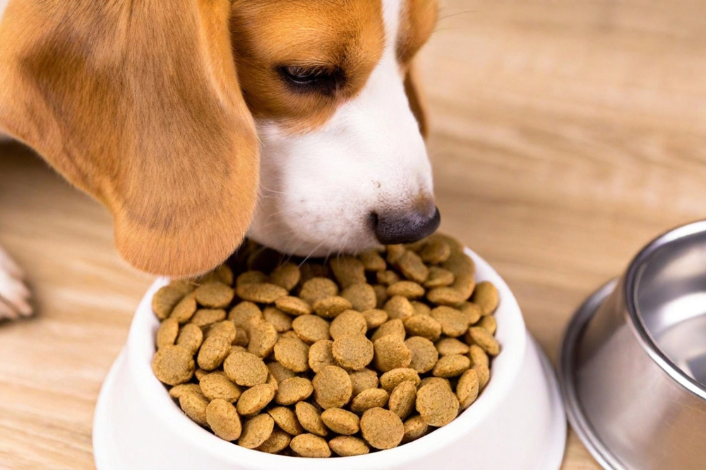 cambio de comida pienso perro