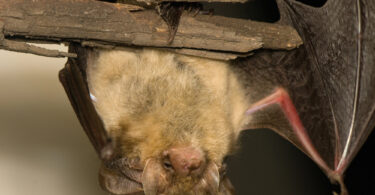 murcielgagos y mascotas