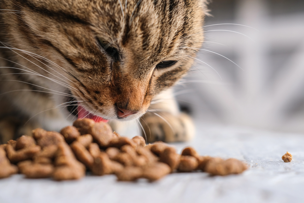 nuturicion gatos