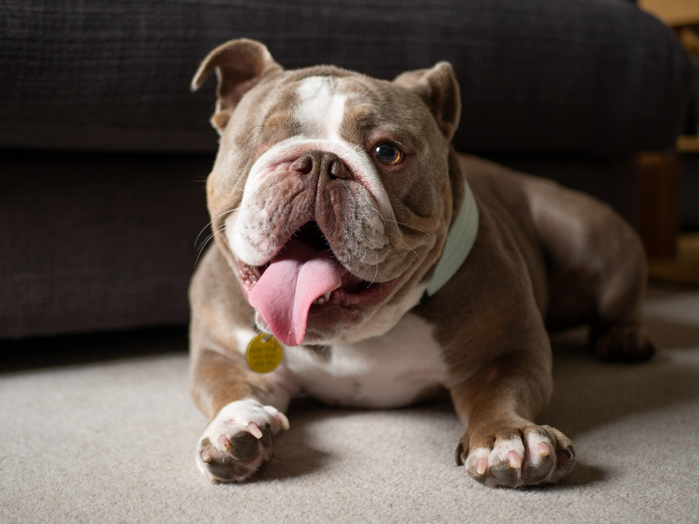 Bulldog panting whilst laid down - short nose brachycephalic dog - breathing health problems