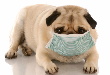 perro con problemas respiratorios