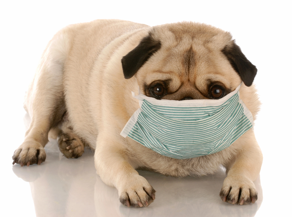 perro con problemas respiratorios