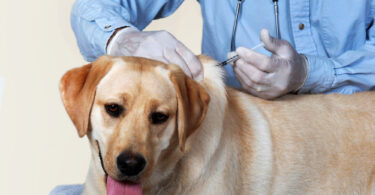 Vaccination. Yellow Lab