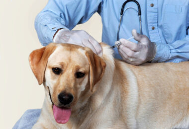 Vaccination. Yellow Lab