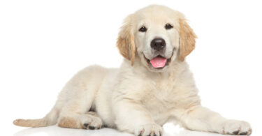 Cachorro Golden Retriever