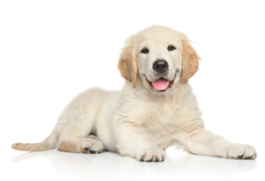 Cachorro Golden Retriever