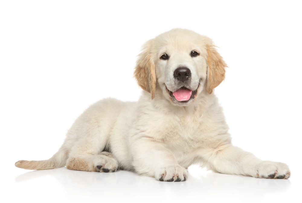 Cachorro Golden Retriever