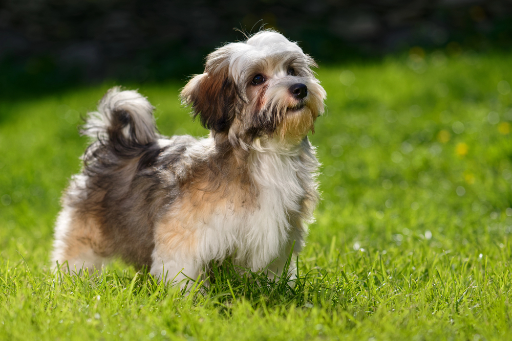 Havanese perro 1