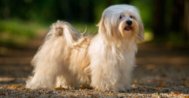 Havanese perro