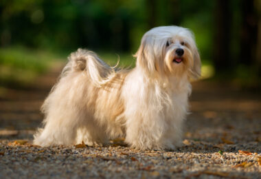 Havanese perro