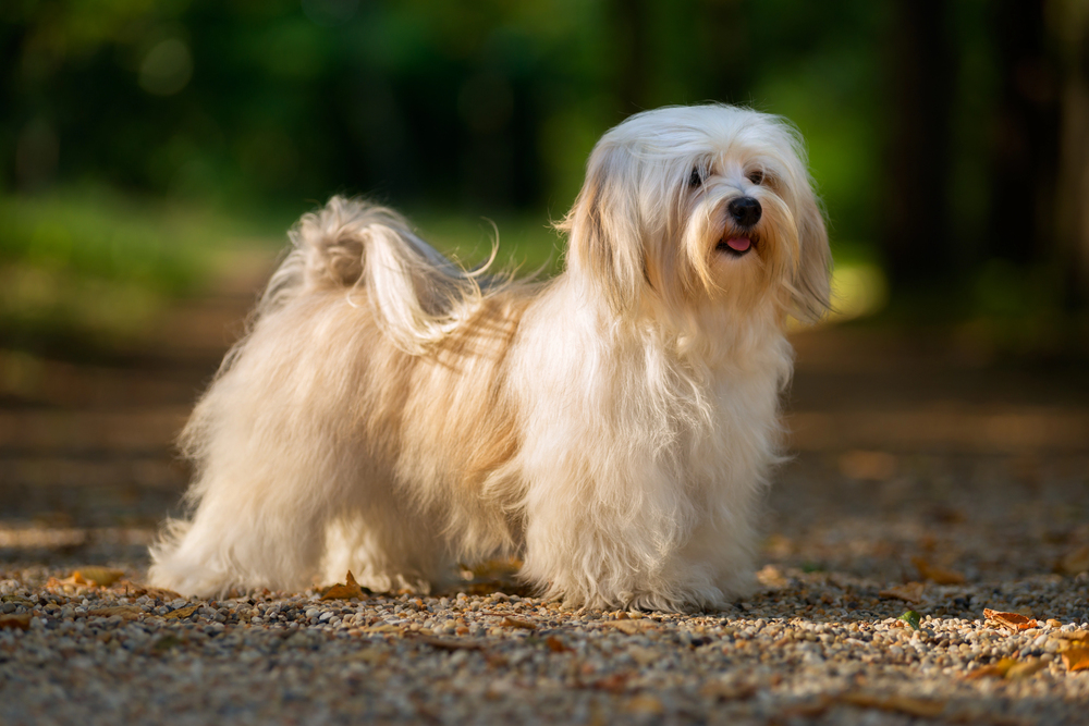 Havanese perro