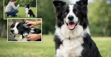 Border collie: guía completa de carácter y cuidados