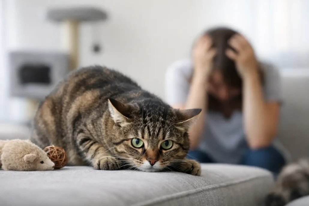 Estrés felino: síntomas y señales clave