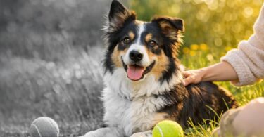 vision de los perros colores